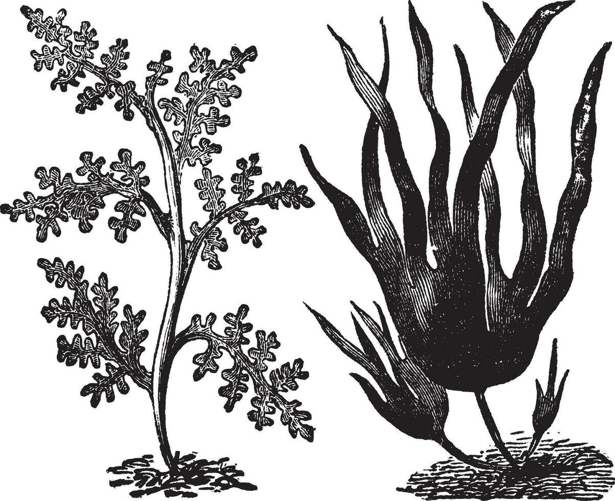 peppar dulse, röd alger eller laurencia pinnatifida vänster. årgräs eller laminaria digitata höger. årgång gravyr. vektor