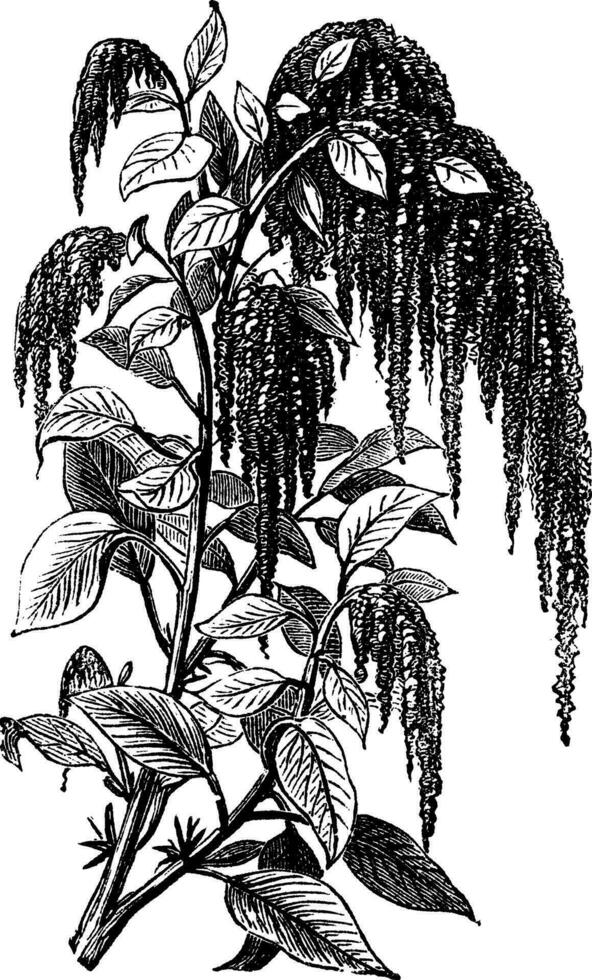 Fuchsschwanz Amaranth oder Amaranthus caudatus Jahrgang Gravur. vektor