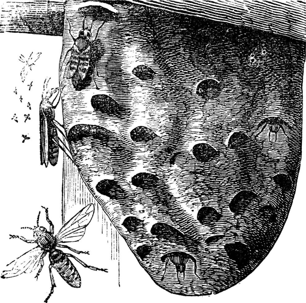 hornets och bålgeting bo årgång gravyr vektor