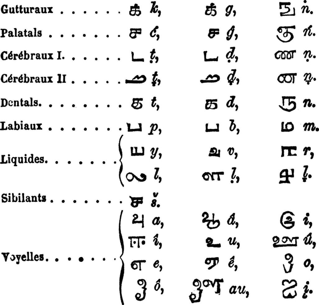 tamil språk alfabet årgång gravyr vektor