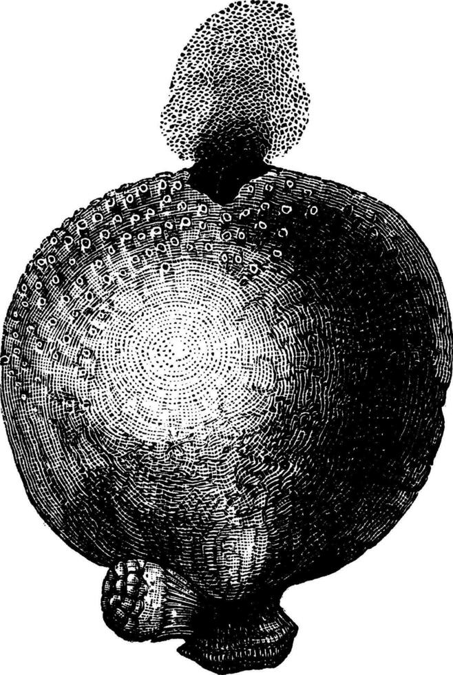 Riese Puffball oder Kalvatia Gigantea Jahrgang Gravur vektor