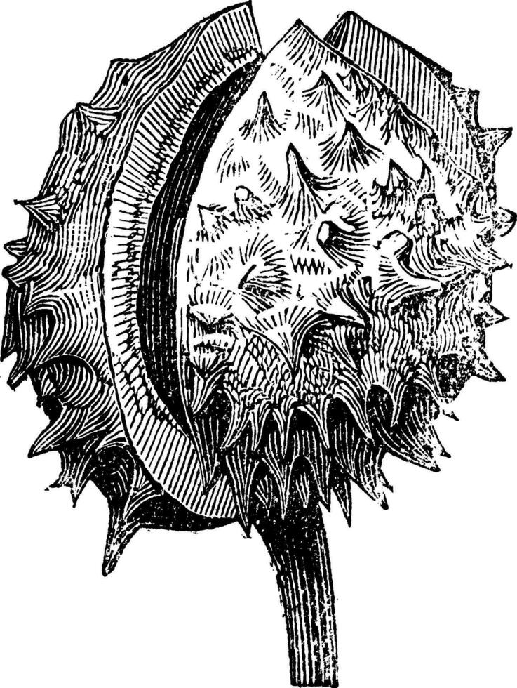 verbreitet Andorn oder Marrubium vulgare Jahrgang Gravur vektor