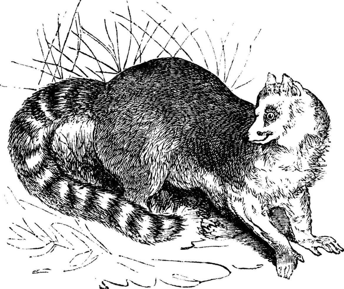 Ringelschwanz Lemur oder Lemur catta Jahrgang Gravur vektor