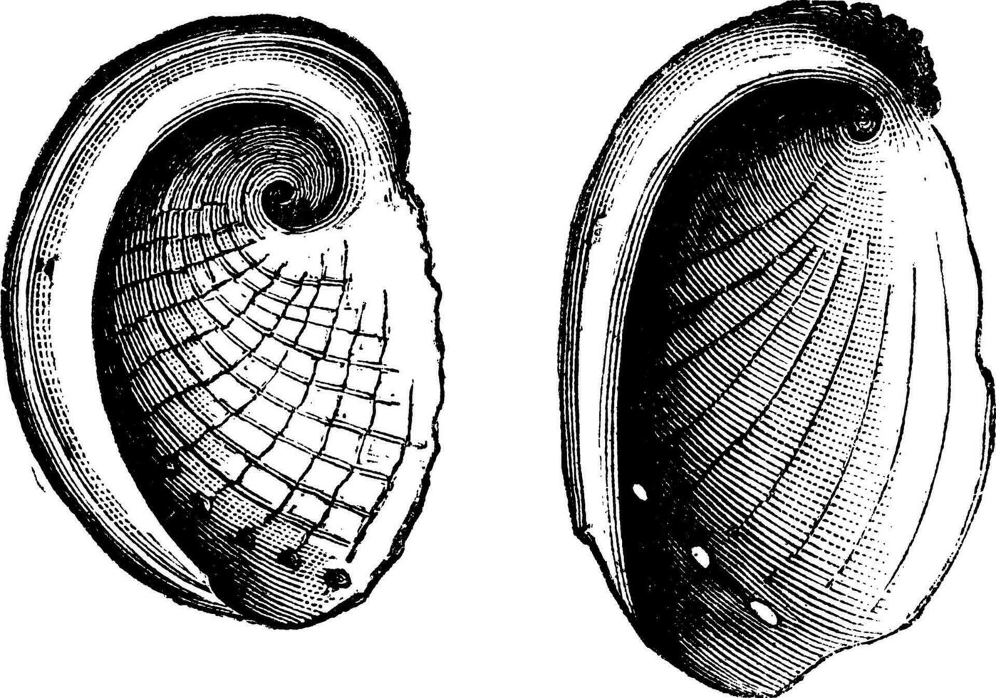 haliotis tuberculatus, haliotis dubria, årgång gravyr vektor