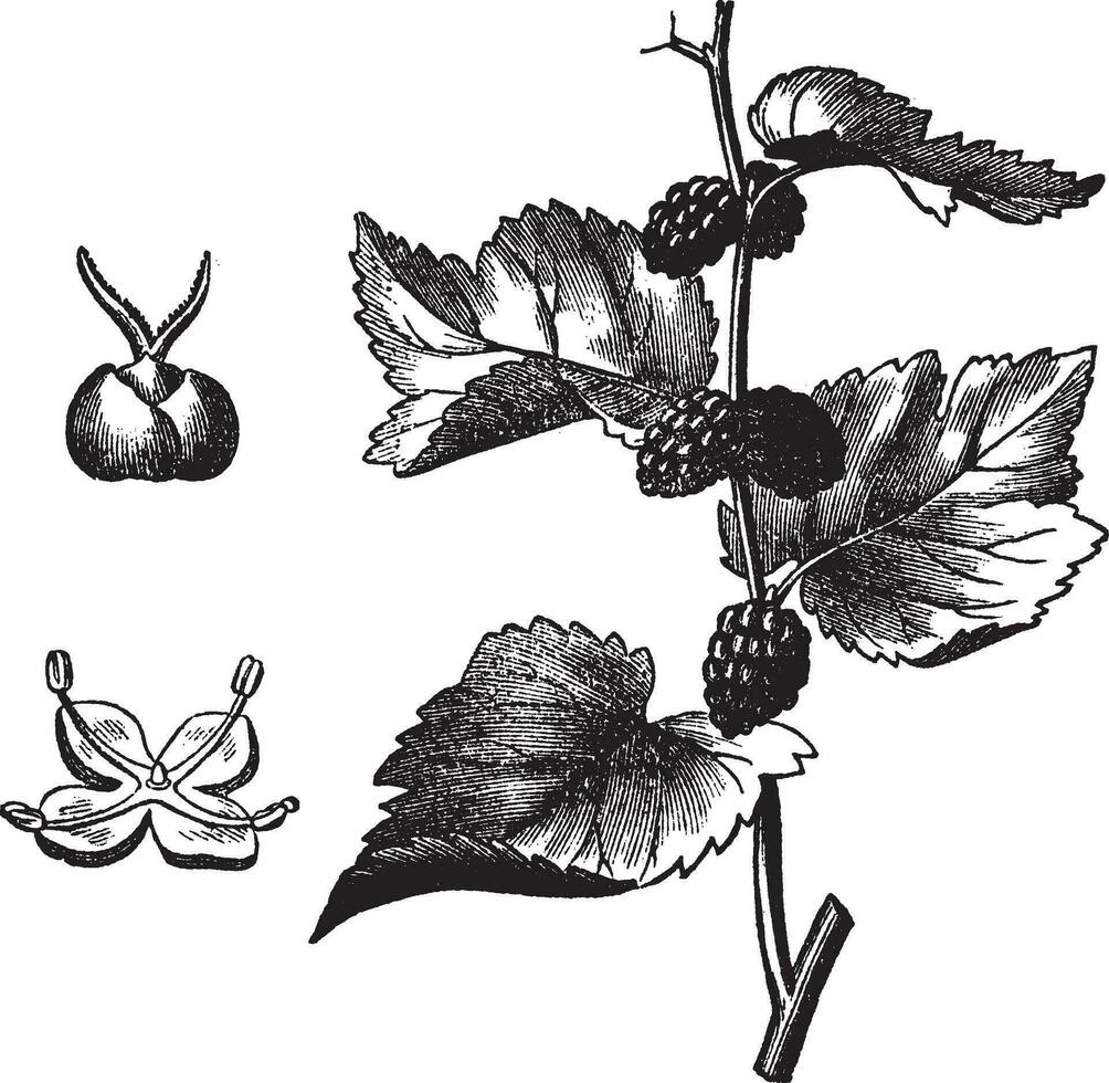 svart mullbär morus nigra, årgång gravyr vektor