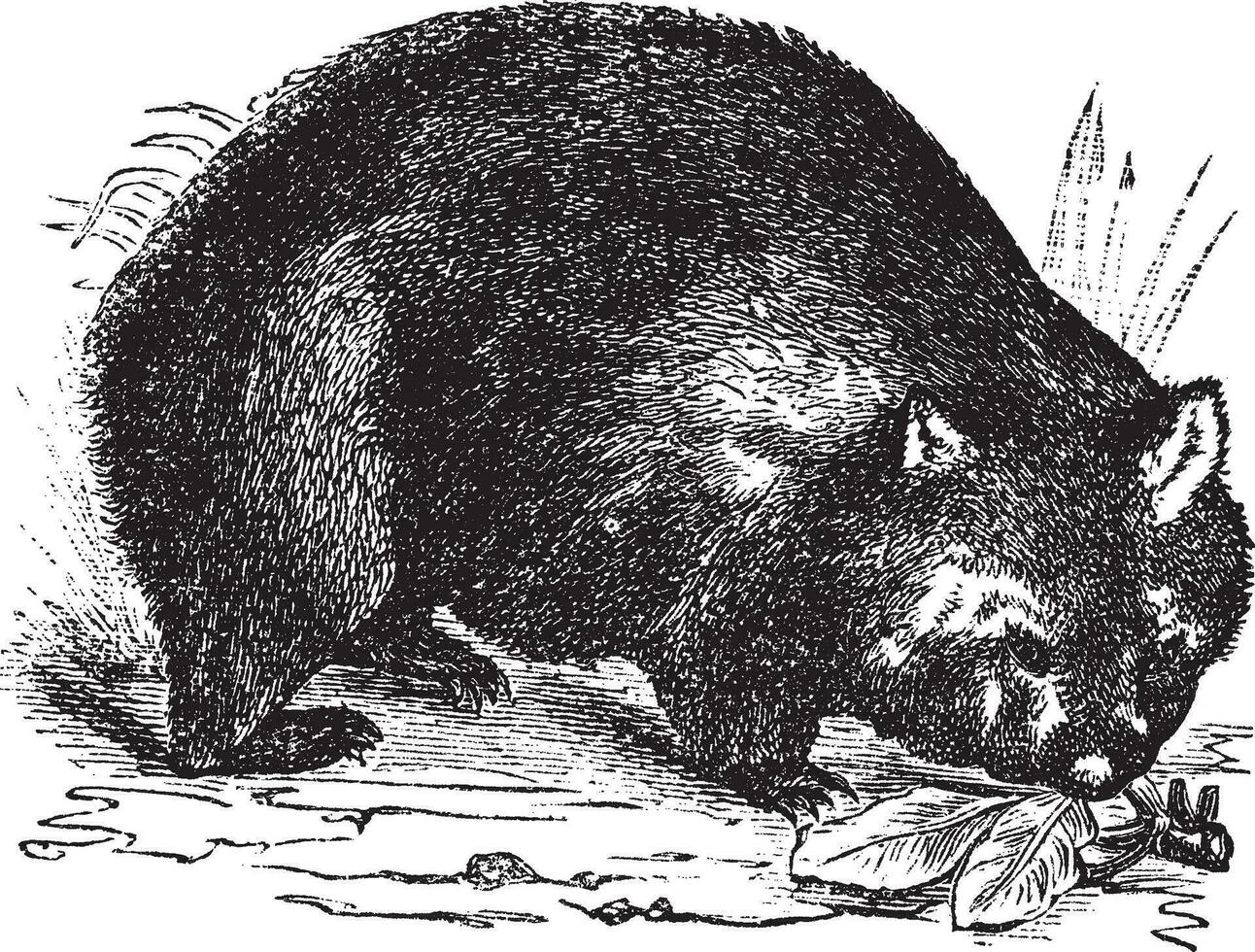 allmänning wombat eller vombatus ursinus årgång gravyr vektor