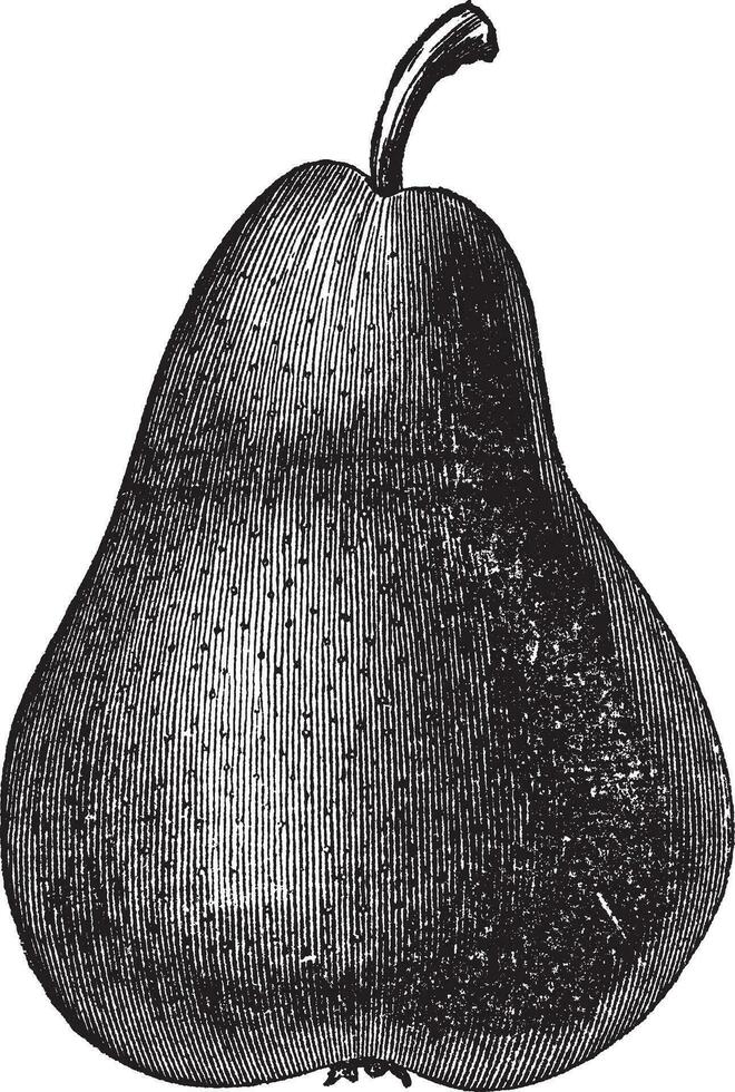 Birne oder Pyrus sp., Jahrgang Gravur vektor