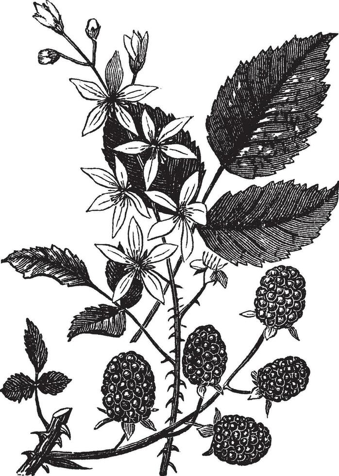 Brombeere oder Rubus Villosus Jahrgang Gravur vektor