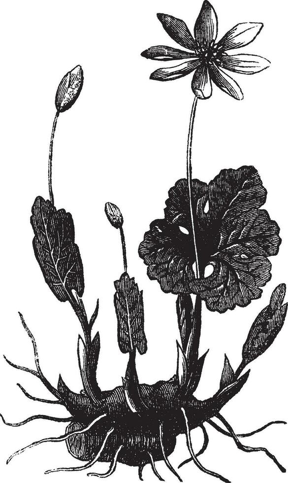 blodrot eller sanguinaria canadensis årgång gravyr vektor
