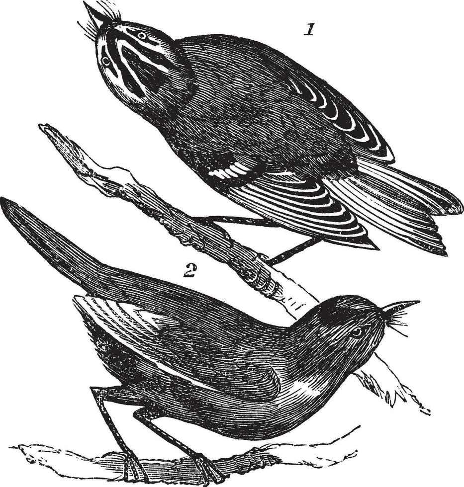 guldkrönt kinglet eller regulus satrapa och rubinkrönt kinglet eller regulus calendula årgång gravyr vektor