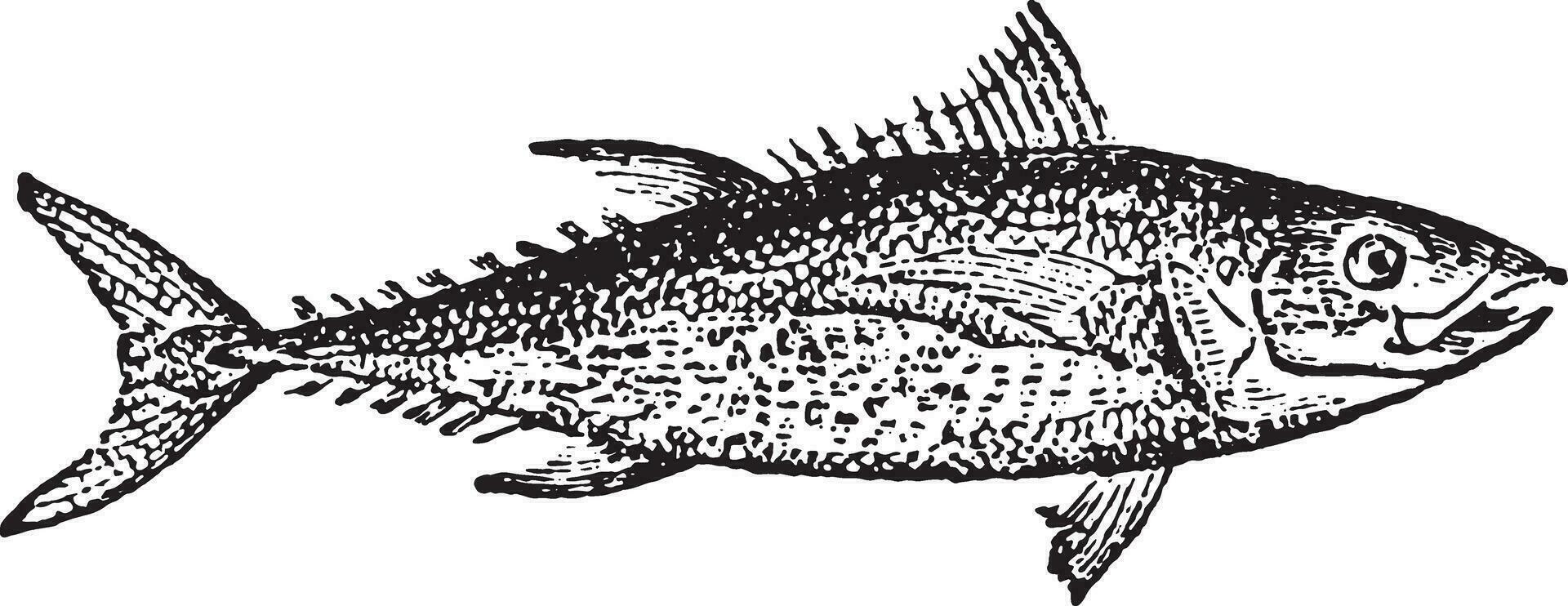 Thunfisch, Jahrgang Gravur. vektor