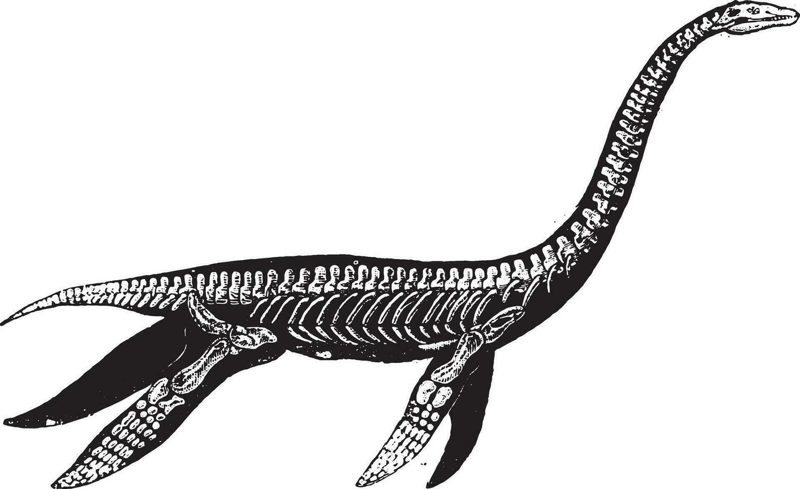 plesiosaur, årgång gravyr. vektor