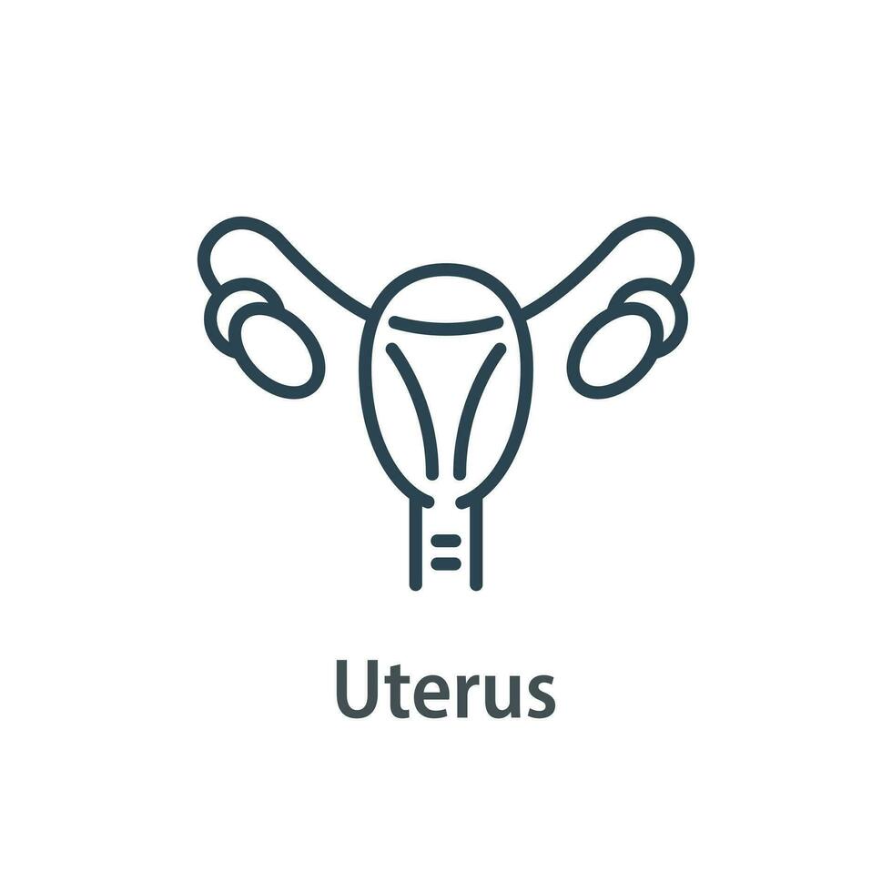 mänsklig inre organ, gynekologi koncept, kvinna reproduktiv systemet vektor