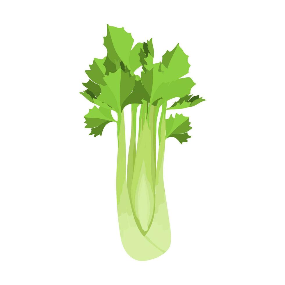 Vektor Illustration mit Grün frisch Sellerie. Diät gesund Gemüse zum Vegetarisch Cocktails. Cafe Smoothie oder Verpackung Design.