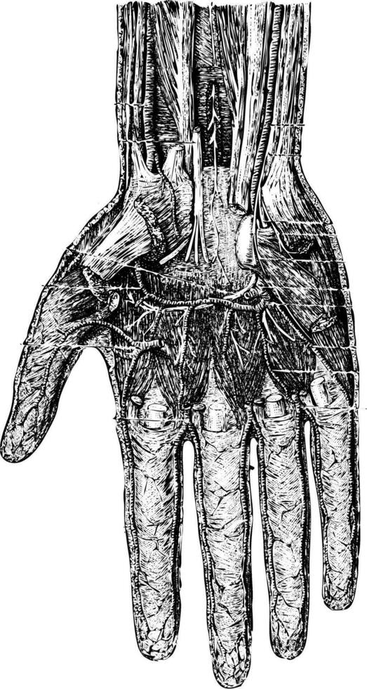 tief Schicht von das Hand Palmar Oberfläche, Jahrgang Gravur. vektor