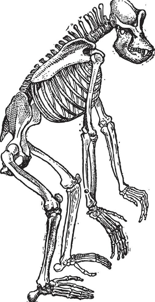 Skelett von Gorilla Jahrgang Gravur vektor