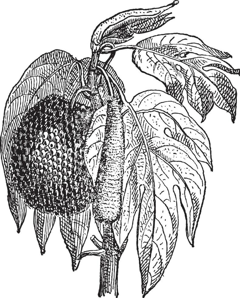 jackfrukter artocarpus heterophyllus, årgång gravyr. vektor