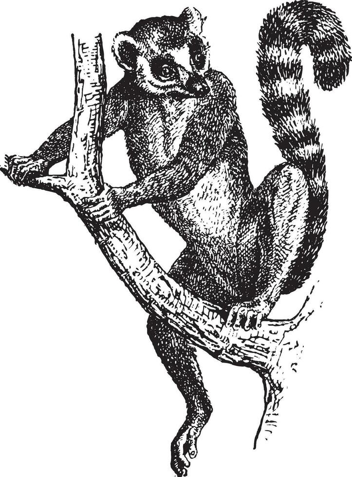 Ringelschwanz Lemur oder Lemur Catta, Jahrgang Gravur vektor