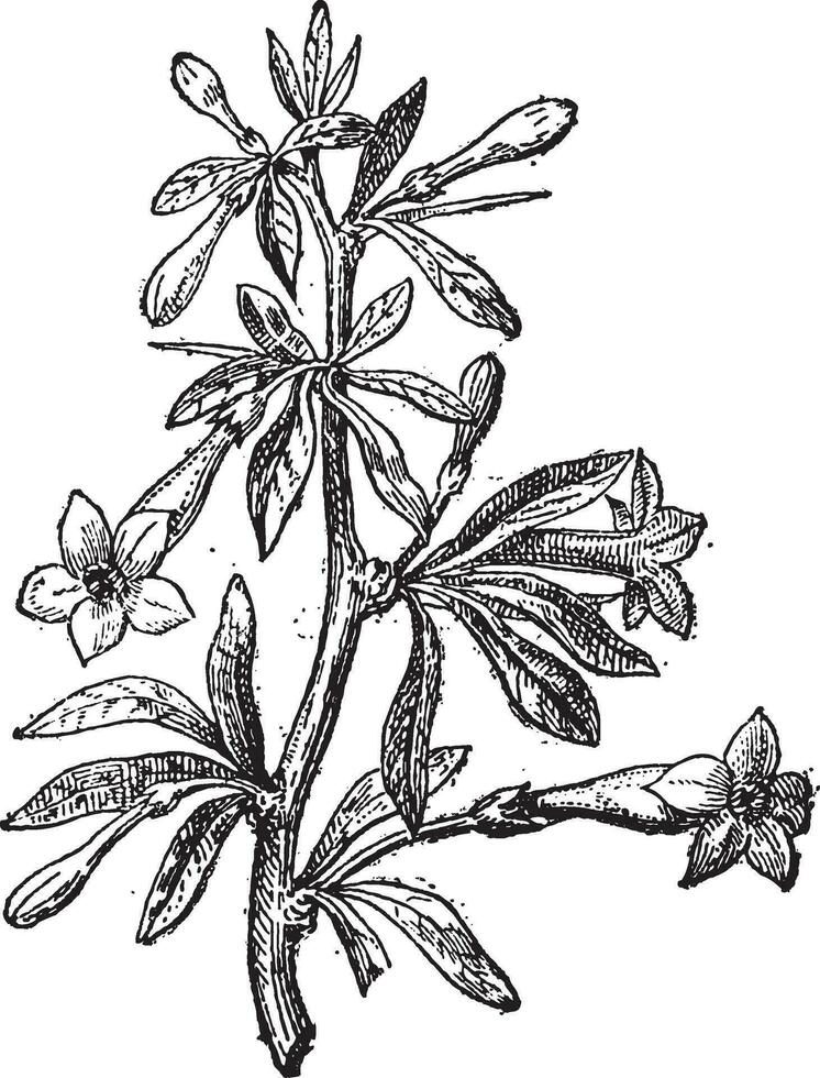 Wolfsbeere Lycium Europaeum oder Goji Beere Blume und Anlage, Jahrgang Gravur. vektor
