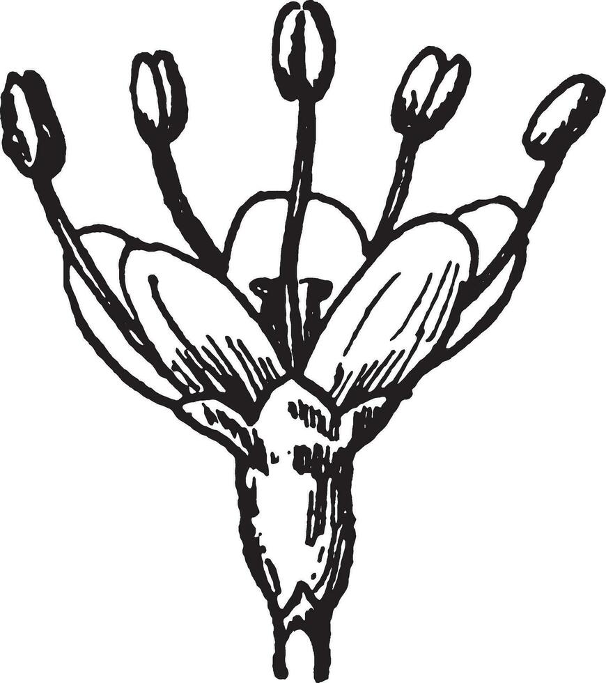 Schwarz, haha, Blume, Schneeball, Prunifolium, einzel, Knospen, eiförmig Jahrgang Illustration. vektor