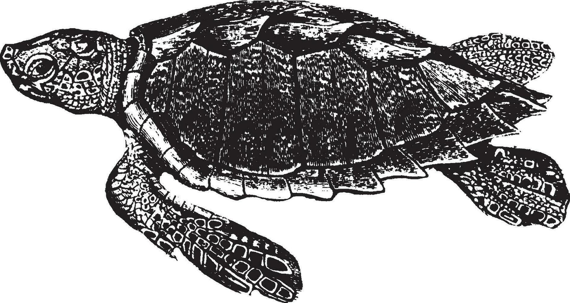 Dummkopf Schildkröte, Jahrgang Illustration. vektor