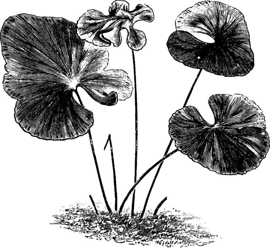 lindsaya reniformis Jahrgang Illustration. vektor