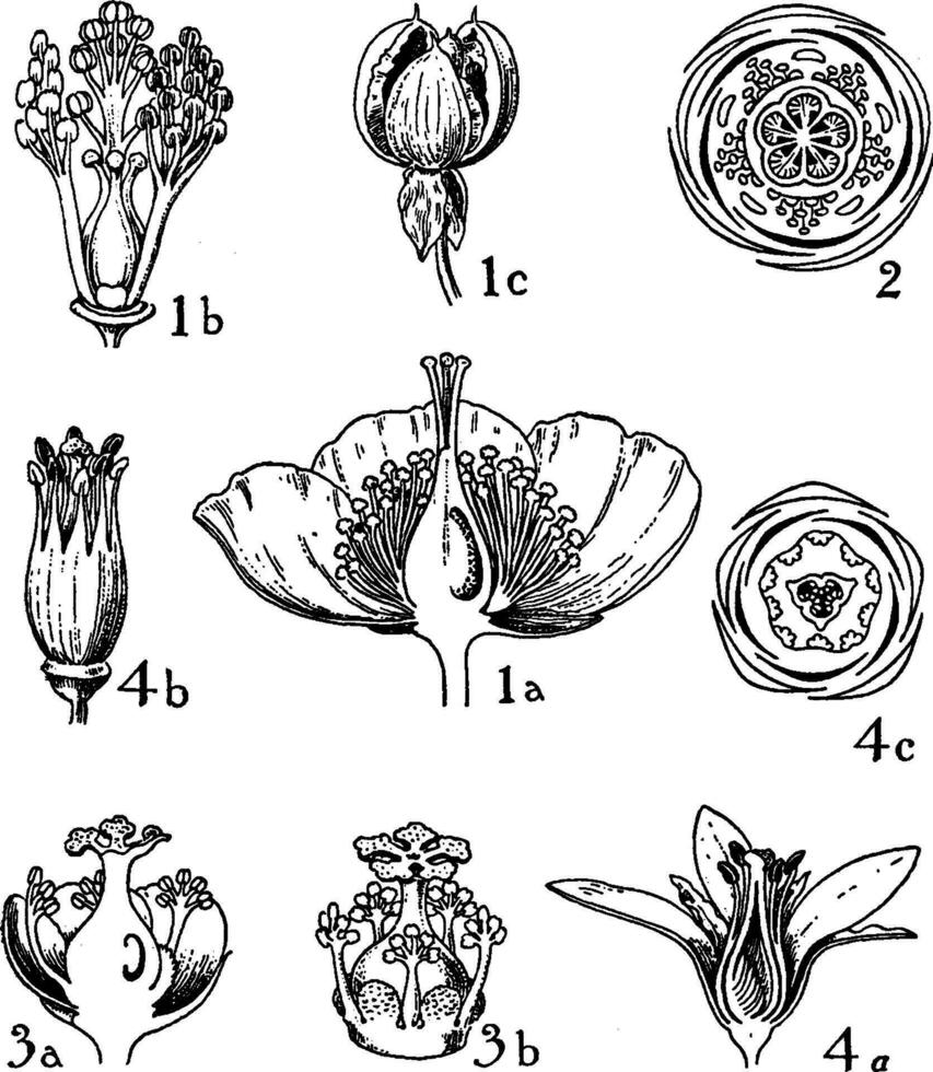 order av hypericaceae, guttiferae, och tamaricaceae årgång illustration. vektor