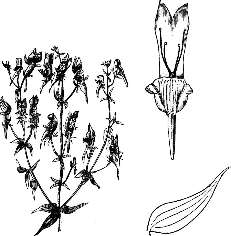 linaria triornithophora Jahrgang Illustration. vektor
