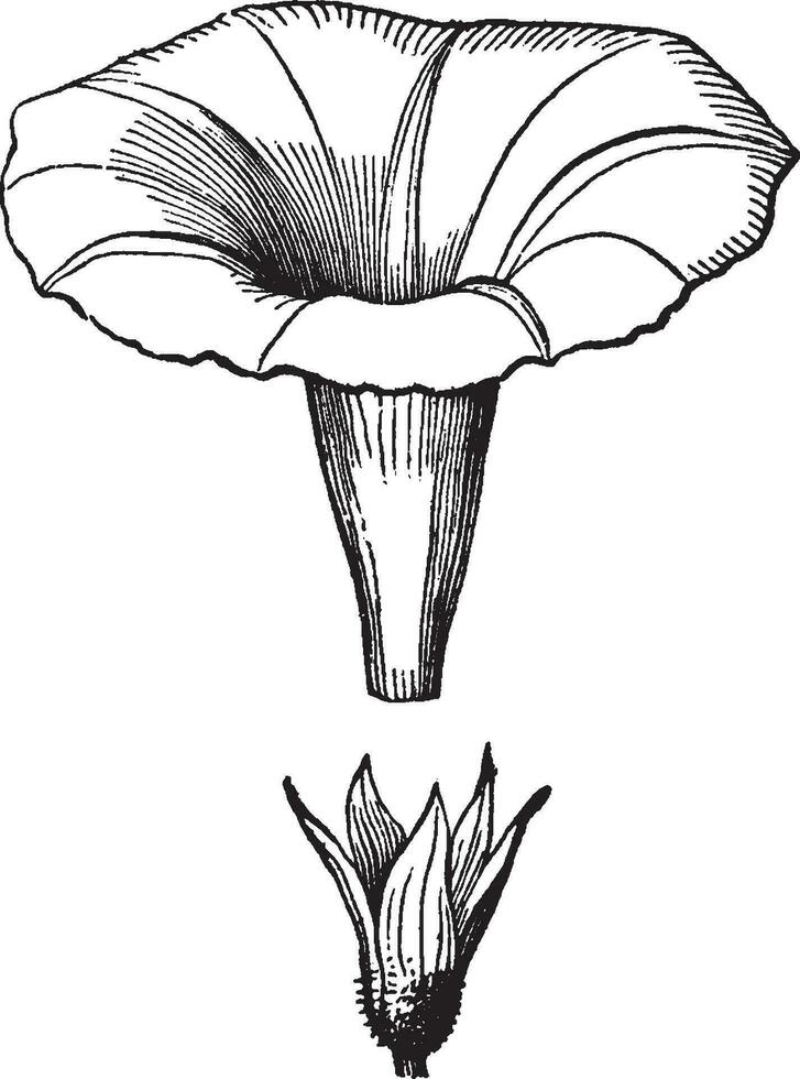 Morgen Ruhm Jahrgang Illustration. vektor