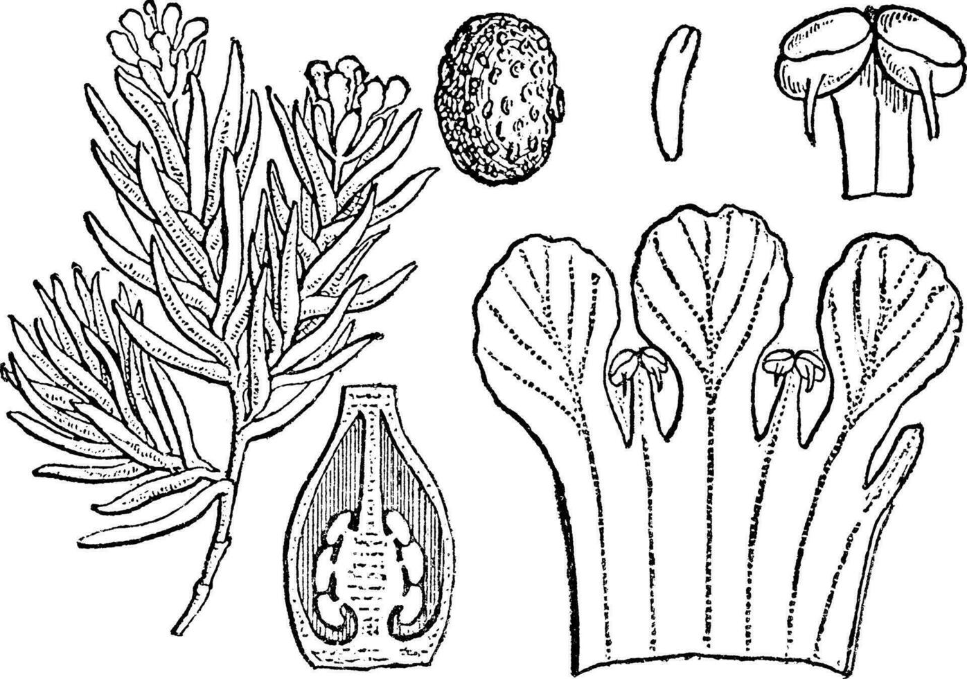 blühen Pixiemoos Jahrgang Illustration. vektor