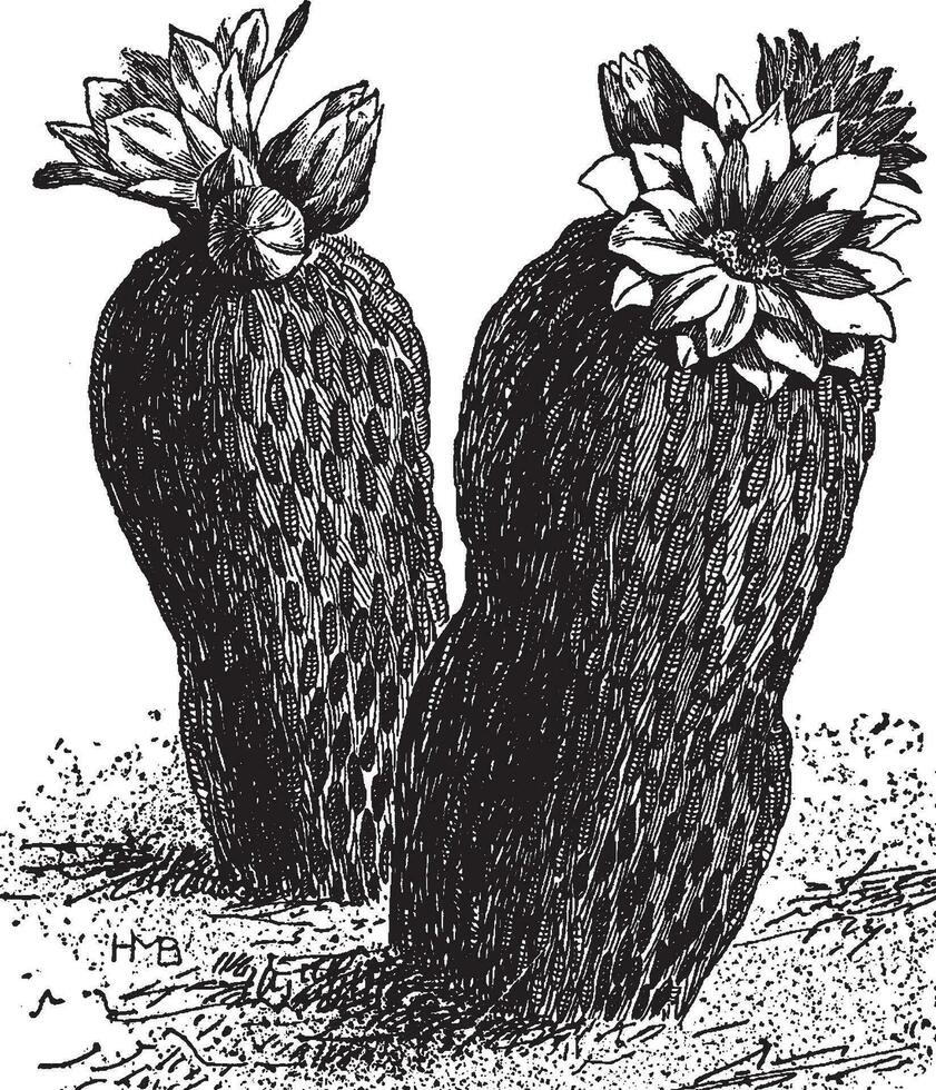 Pelecyphora aselliformis Jahrgang Illustration. vektor