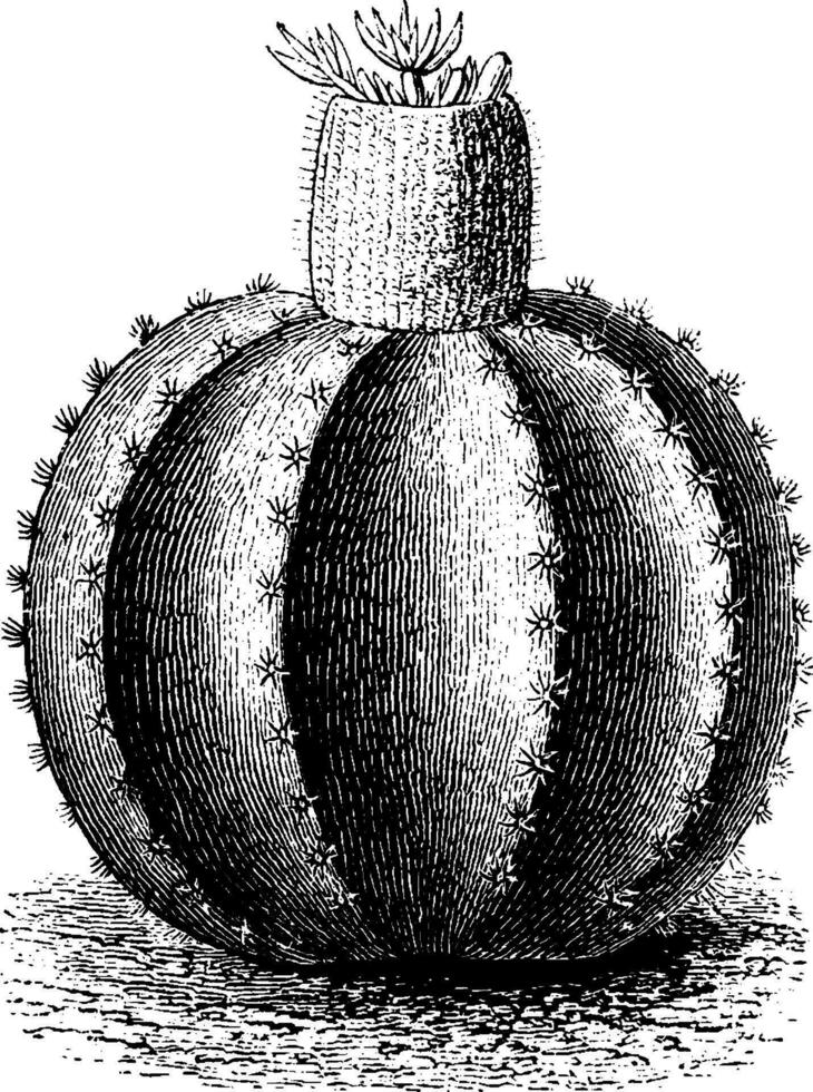Melone Kaktus Jahrgang Illustration. vektor