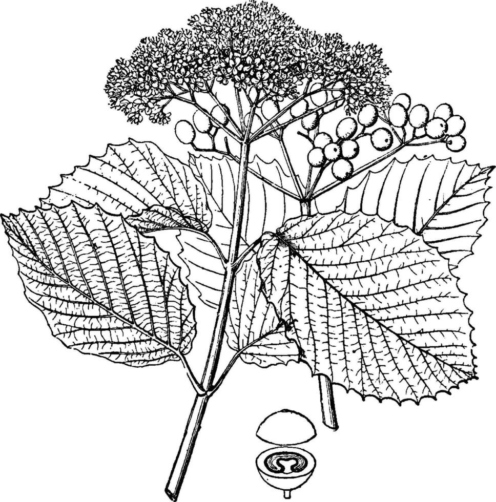 viburnum venosum årgång illustration. vektor