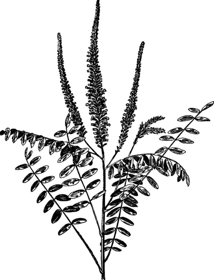 amorph fruticosa Jahrgang Illustration. vektor