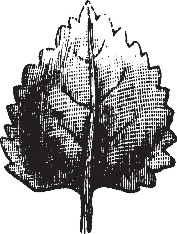 blad årgång illustration. vektor