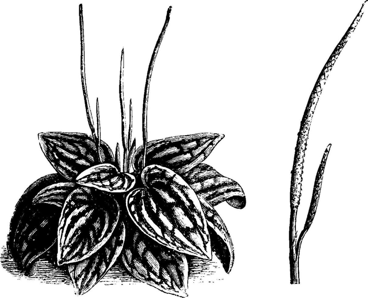Gewohnheit und freistehend Blütenstand von Peperomie Marmorata Jahrgang Illustration. vektor