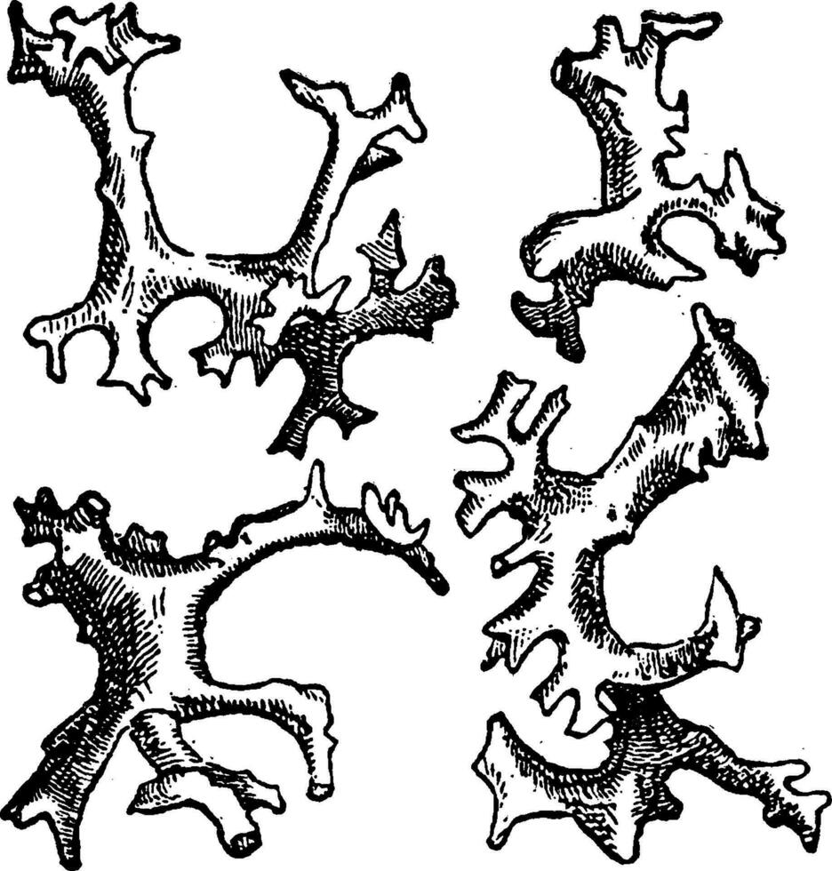 epistomella clivosa, årgång illustration. vektor