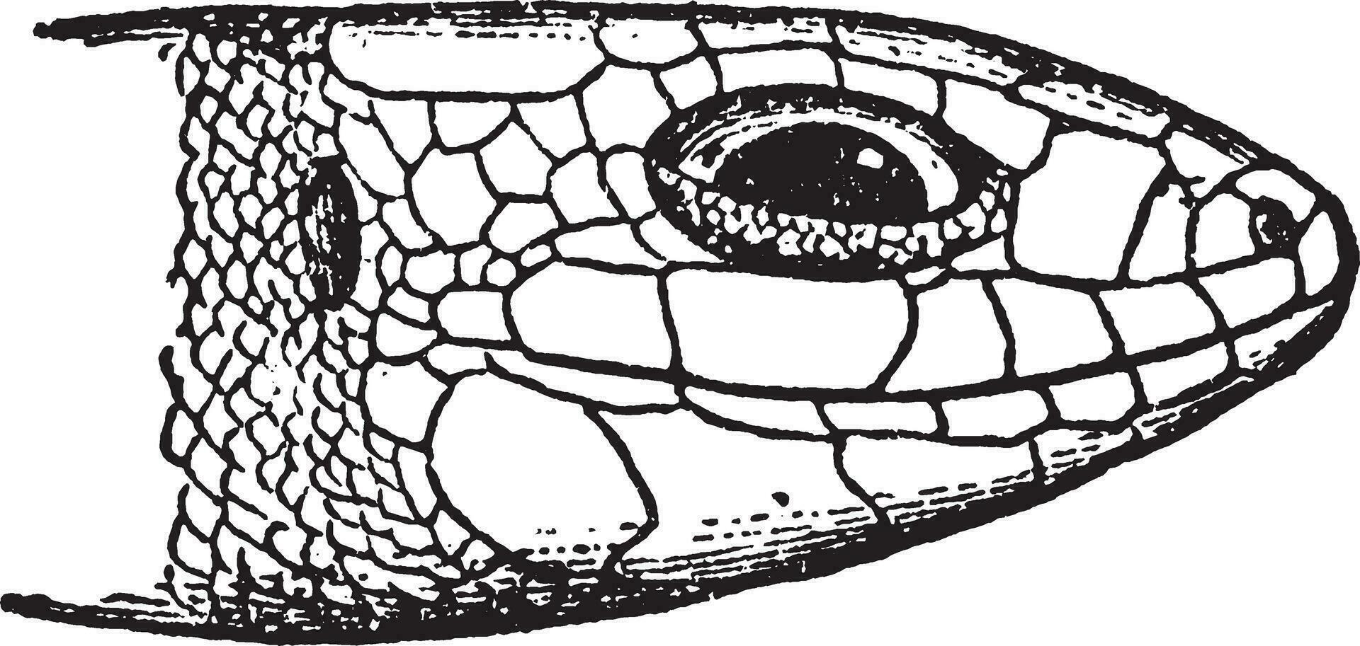 laceria vivipara, årgång illustration. vektor