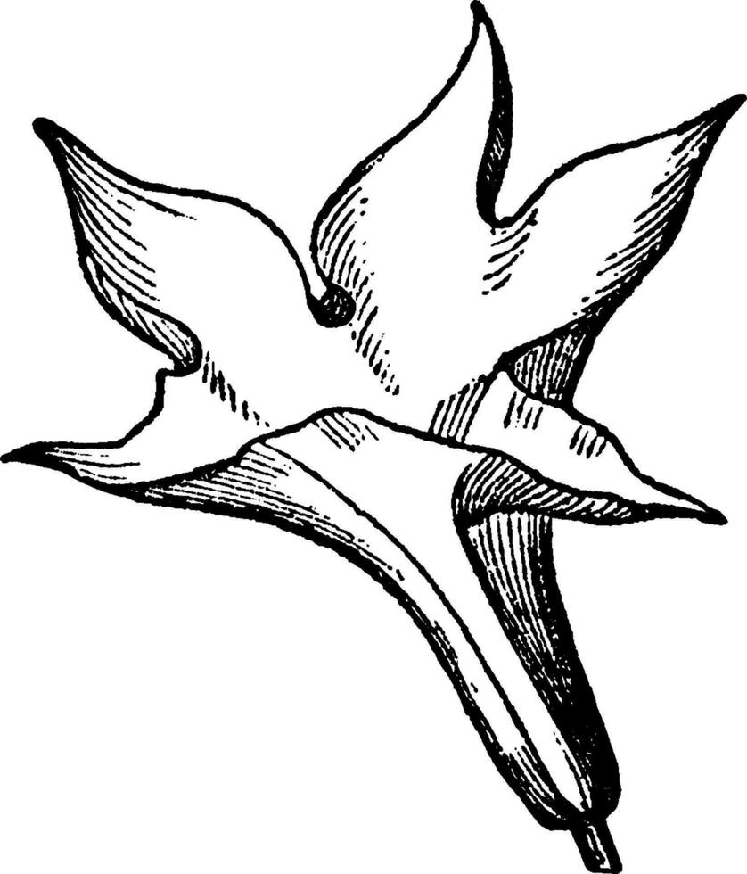 trichterförmig Blumenkrone Jahrgang Illustration. vektor