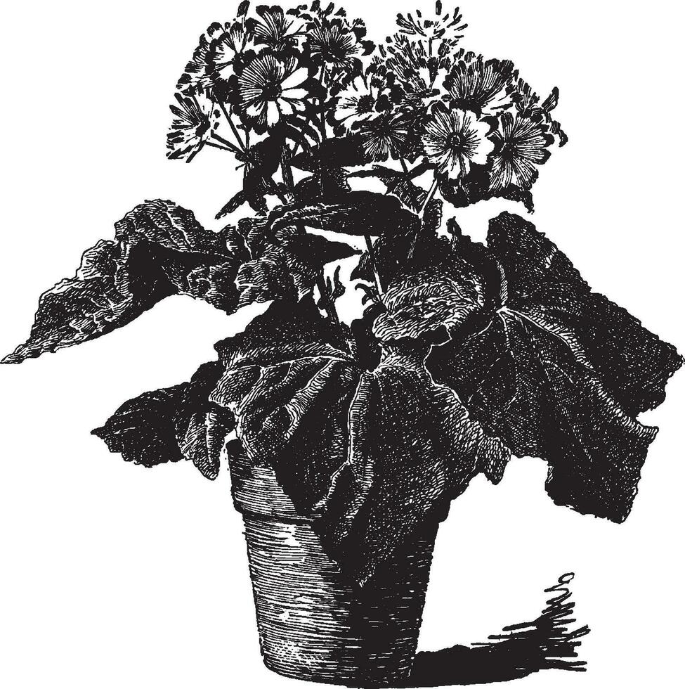 Floristen cineraria Jahrgang Illustration. vektor