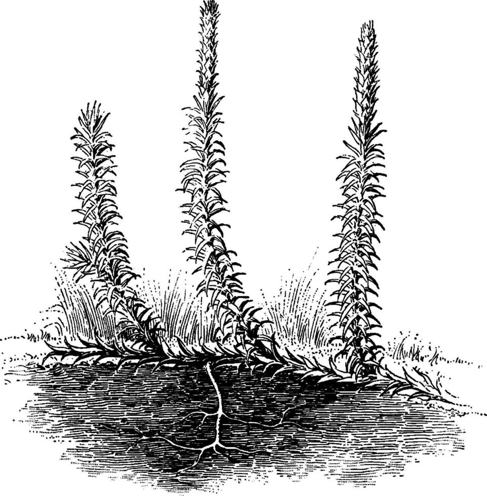 clubmoss årgång illustration. vektor