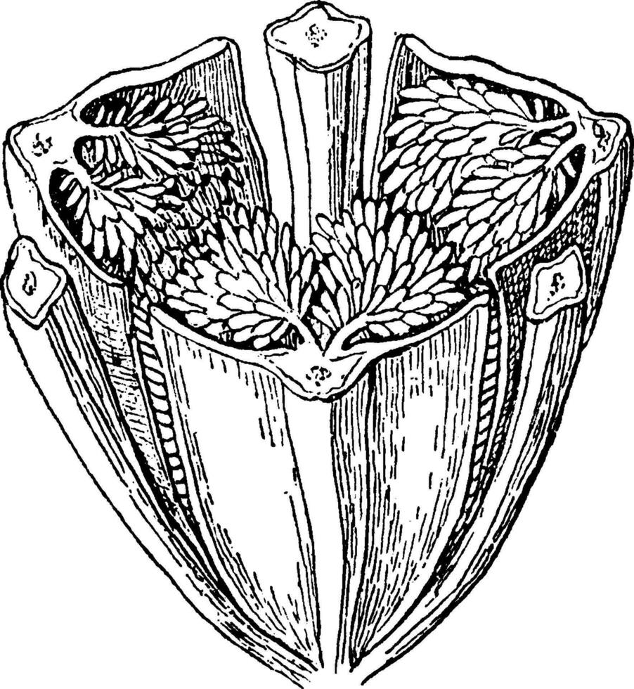 Biene Orchidee Kapsel Jahrgang Illustration. vektor