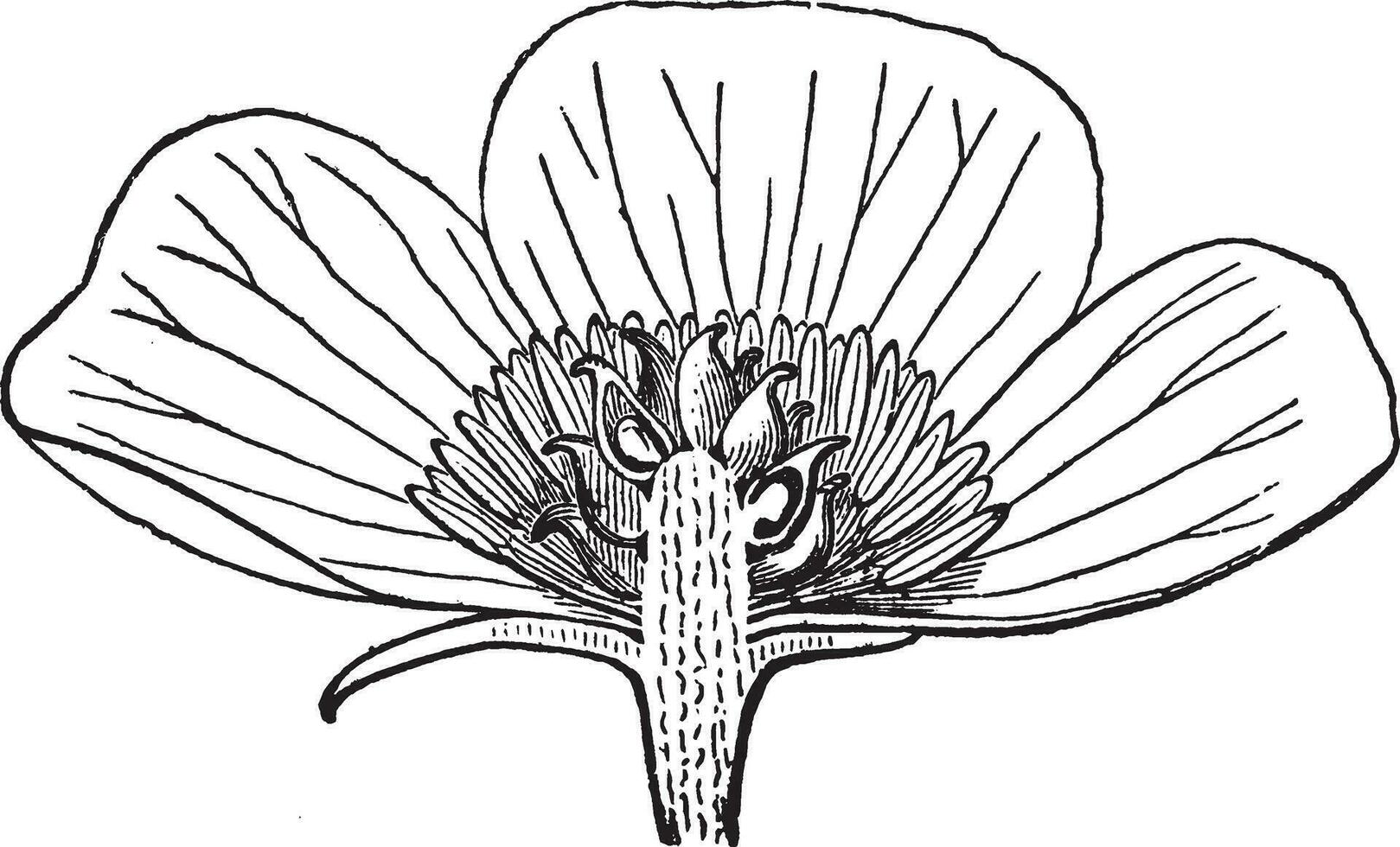 smörblomma årgång illustration. vektor