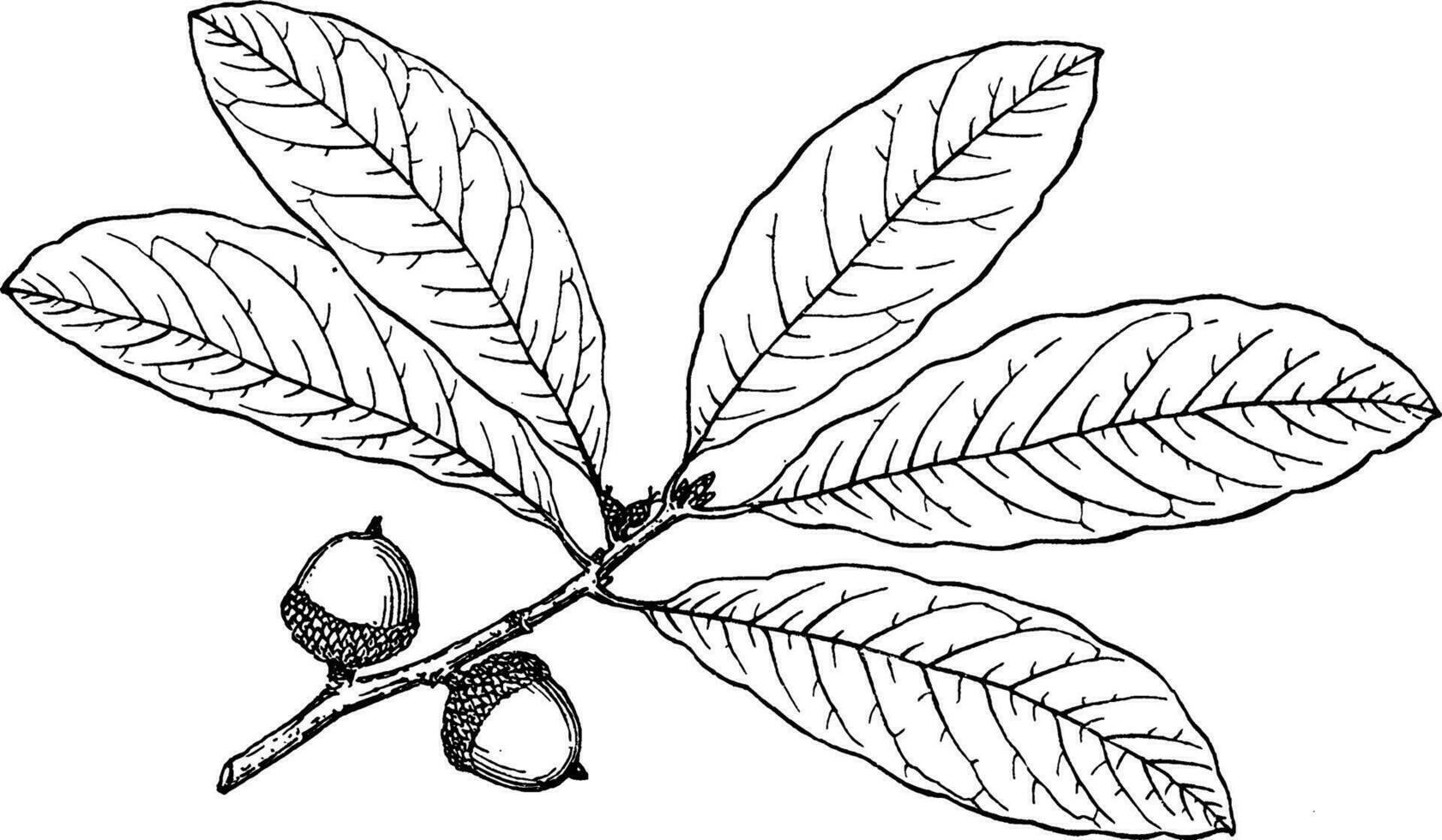 Ast von Schindel Eiche Jahrgang Illustration. vektor