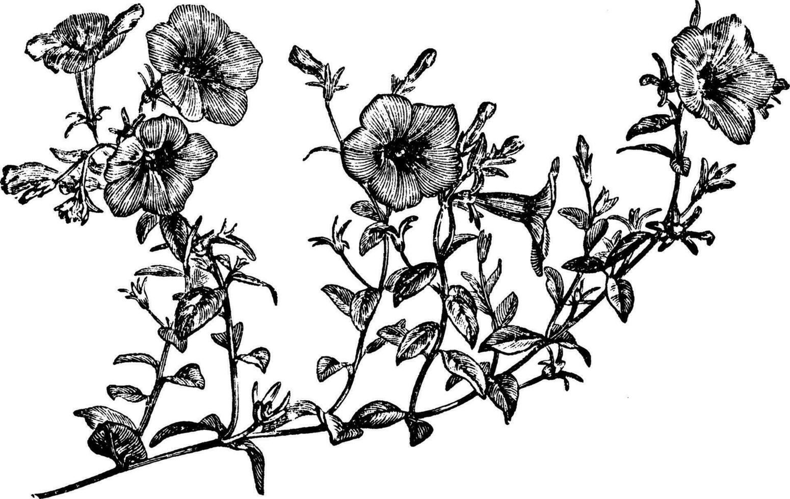 blommande gren av petunia violacea årgång illustration. vektor