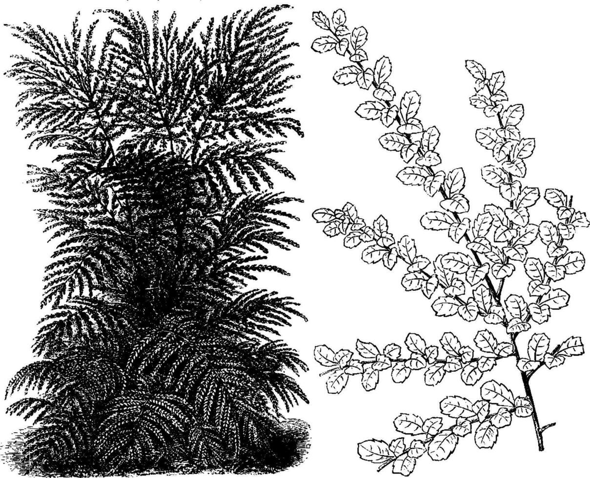 Gewohnheit und Laub von azara Mikrophylla Jahrgang Illustration. vektor