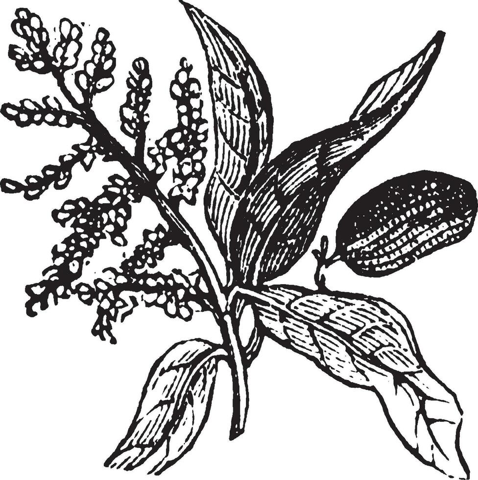 guava årgång illustration. vektor