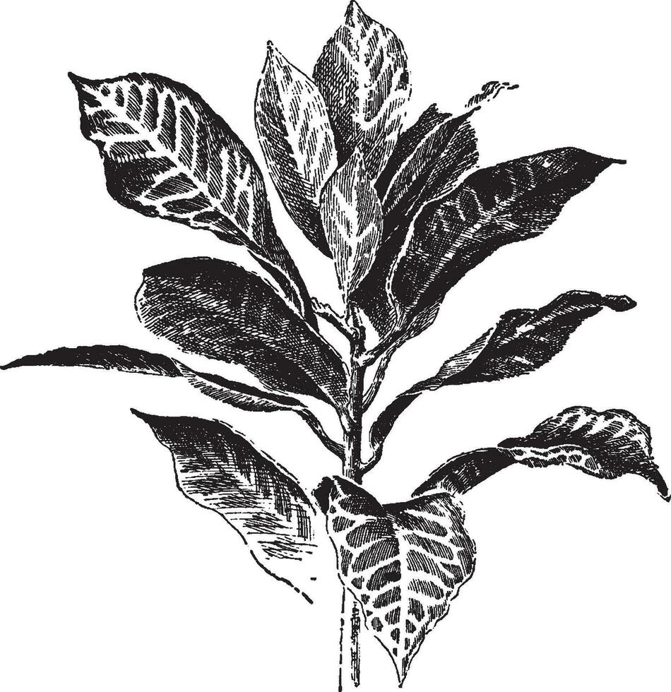 codiaeum variegatum baronne de rothschild årgång illustration. vektor