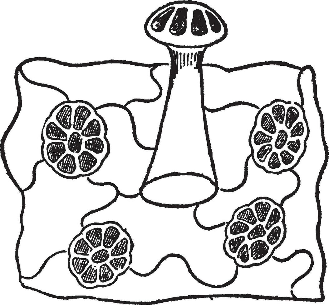 växt, insekt, instängd, löv, ringla, byte, smälta årgång illustration. vektor