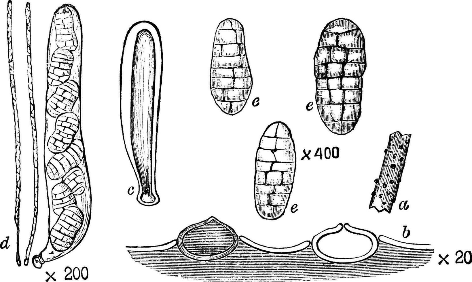 Pleospora Herbarum im perfekt Bühne Jahrgang Illustration. vektor